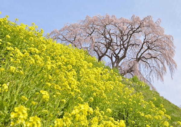 春の国内旅行におすすめの観光地44選！春がベストシーズンの旅先ガイド1.jpg