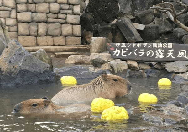 【2021年版】全国の人気動物園TOP19！みんなが行った動物園ランキング1.jpg