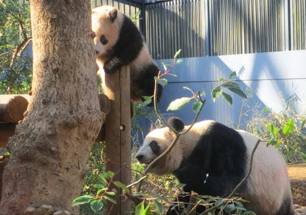 2022年1月双子パンダ公開！抽選と観覧方法【上野動物公園】