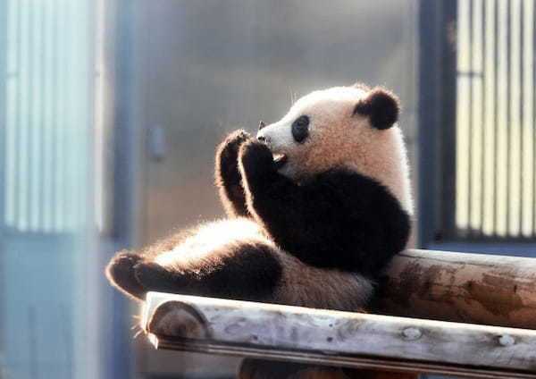 【2021年版】全国の人気動物園TOP19！みんなが行った動物園ランキング1.jpg