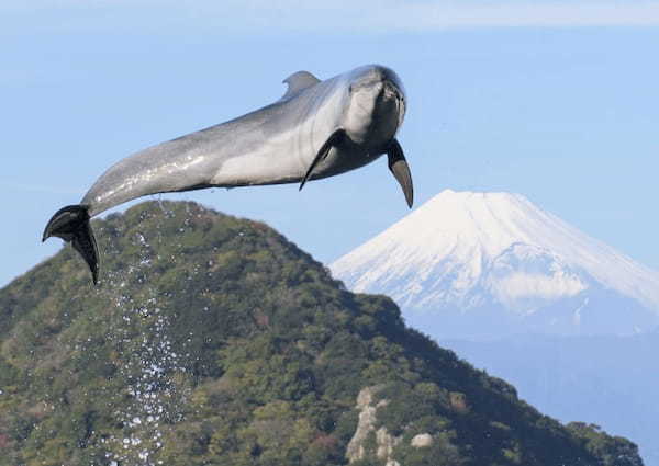 静岡の人気水族館TOP6！県内の水族館をランキングで一挙紹介1.jpg