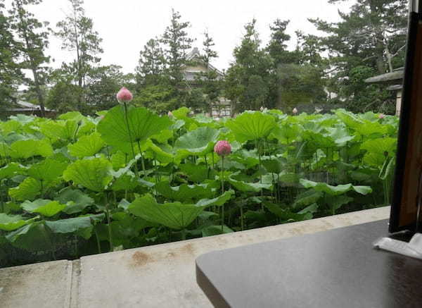 【三重】巨大な建築物に圧倒！夏の蓮も美しい「高田本山専修寺」1.jpg