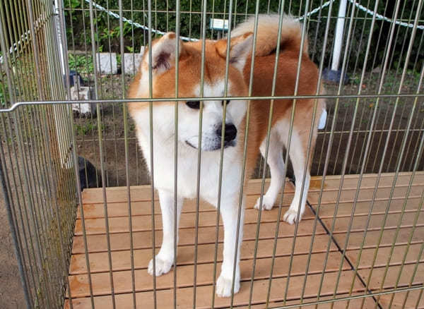 千秋公園にセリオン、赤れんが郷土館も！秋田市内1日観光おすすめモデルコース【秋田】