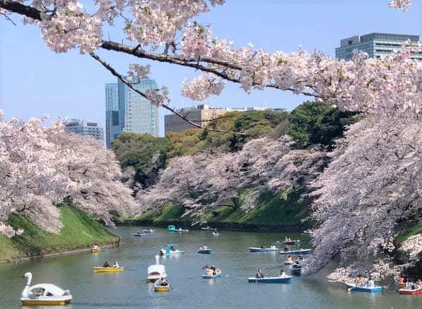 東京23区内の桜の名所！絶対に外さないお花見スポット7選