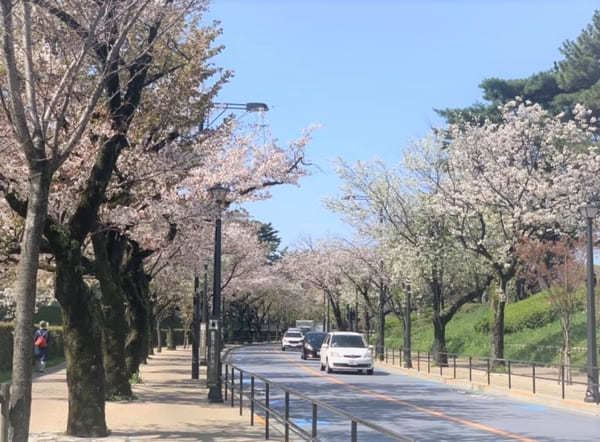 東京23区内の桜の名所！絶対に外さないお花見スポット7選