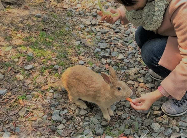 広島・大久野島：世界で唯一！？ウサギ700羽に触り放題～アクセス＆事前注意点～