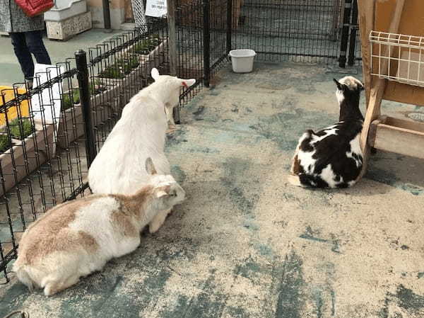 【都内近郊】無料の子供遊び場！動物とも触れ合える「浦安市交通公園」がおすすめ1.jpg