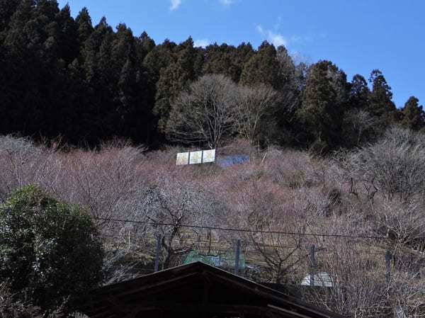 【群馬・あぶた福寿草の里】紅梅と福寿草が楽しめる！周辺オススメ散策スポットも