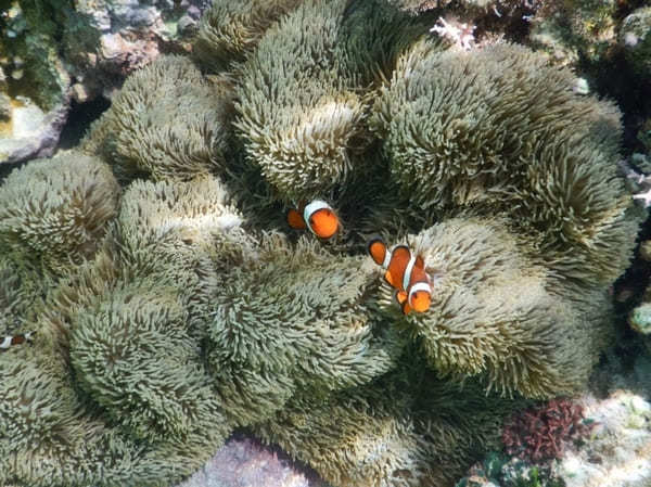 【宮古島】ウミガメも魚も珊瑚も！シュノーケリングするならここに行け！