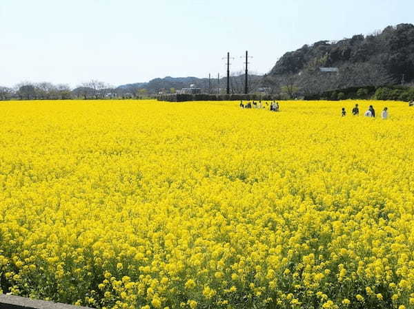 春一番乗り！南伊豆・日野の菜の花畑【静岡】1.jpg