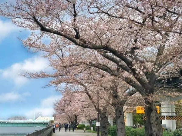 東京23区内の桜の名所！絶対に外さないお花見スポット7選