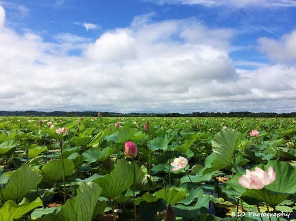 【宮城】極楽浄土の世界！ハスが湖面に咲き誇る伊豆沼・内沼はすまつり