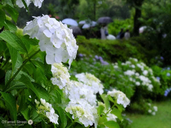 雨だって出かけたい！「紫陽花」と「アマゾンの巨大魚」と「和文化」な一日【栃木】