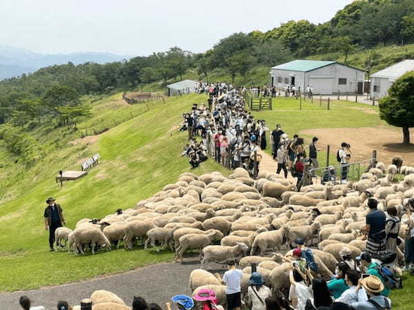 【千葉】都内から日帰りOK「マザー牧場」完全ガイド！遊園地やグランピングも◎1.jpg