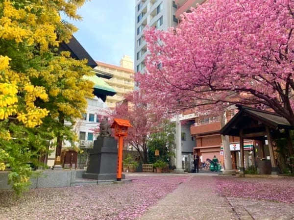 早春の都内で一番美しい神社？ミモザと早咲き桜が彩る蔵前神社へ【台東区】