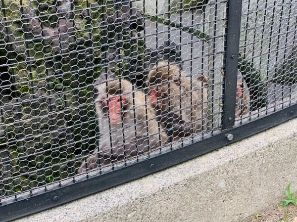 【逗子】披露山公園の魅力を地元ライターが写真付きで紹介～動物たちとも会える自然豊かな場所～