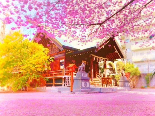 早春の都内で一番美しい神社？ミモザと早咲き桜が彩る蔵前神社へ【台東区】