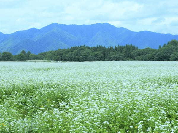 【福島下郷町】山奥に突如出現する絶景！そば畑の白い絨毯1.jpg