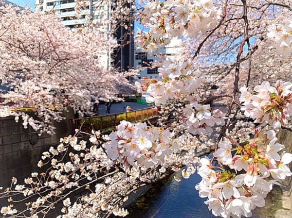 東京23区内の桜の名所！絶対に外さないお花見スポット7選