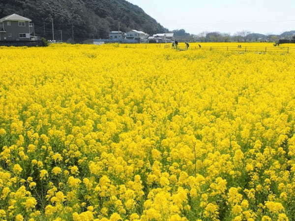 春一番乗り！南伊豆・日野の菜の花畑【静岡】1.jpg