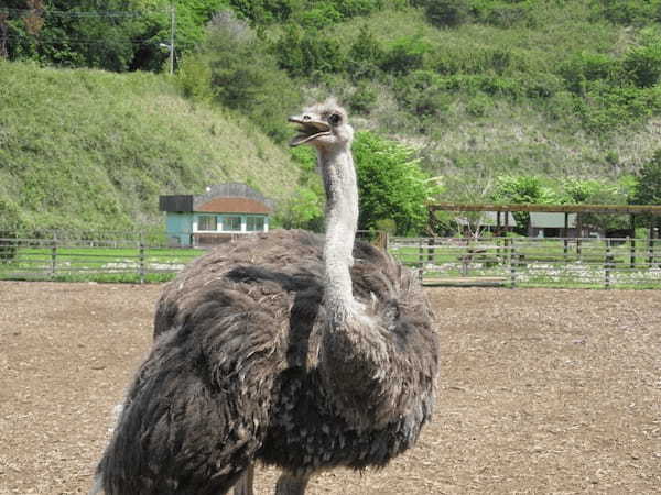 千葉のおすすめ水族館・動物園13選！海の生き物＆動物に触れ合えるスポット特集1.jpg