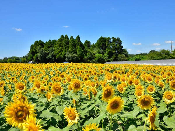 千葉・子供と行きたい観光スポット33選！子連れ旅行におすすめ