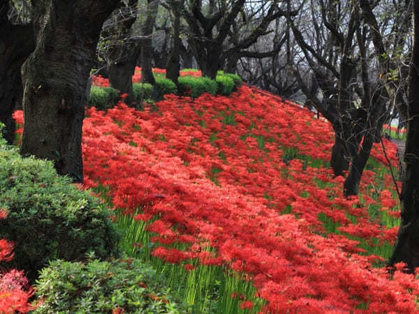 全国のおすすめ花畑85選！一面に絶景が広がる花の名所ガイド