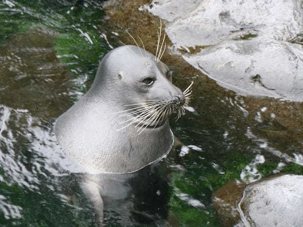 関東の人気水族館TOP17！みんなが行っている水族館ランキング1.jpg