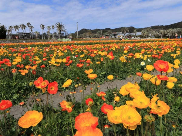 全国のおすすめ花畑85選！一面に絶景が広がる花の名所ガイド