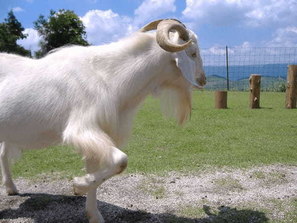 九州の人気動物園TOP10！みんなが行っている動物園ランキング1.jpg