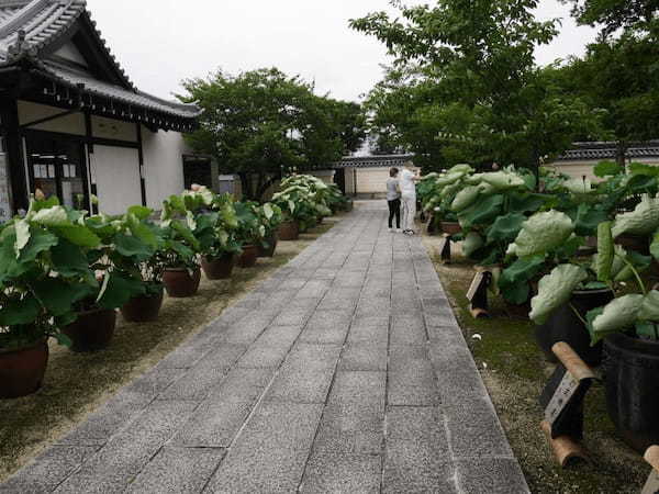 【三重】巨大な建築物に圧倒！夏の蓮も美しい「高田本山専修寺」1.jpg