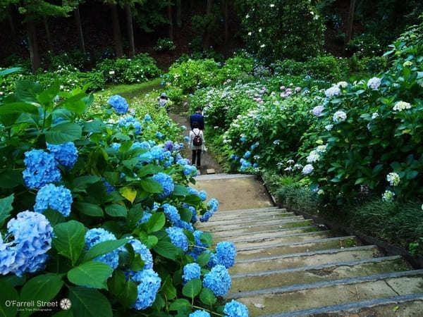 日本庭園と紫陽花が魅力！保和苑の見どころ【茨城】