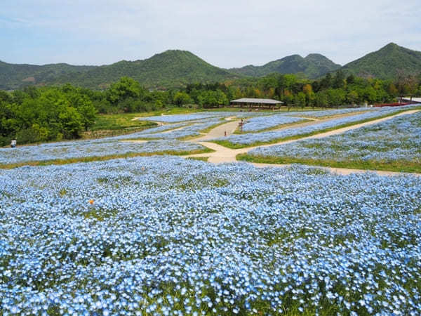 【香川】春らんまん♪讃岐まんのう公園で一面に咲く春の花を楽しもう！