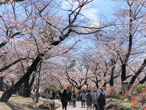 東京23区内の桜の名所！絶対に外さないお花見スポット7選