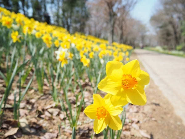 【香川】春らんまん♪讃岐まんのう公園で一面に咲く春の花を楽しもう！