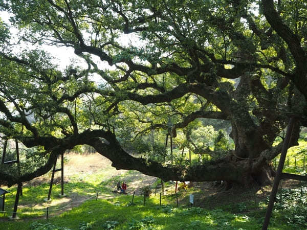 【香川】絶景と圧巻の巨樹！樹齢1,200年の大楠に会いに志々島へ！