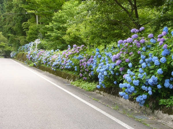 紫陽花ロードを爽快ドライブ！岐阜／板取川