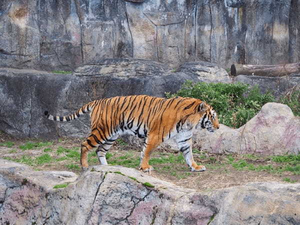 【愛媛】とべ動物園と四国最大級ジップラインで家族皆でマルっと楽しもう！1.jpg