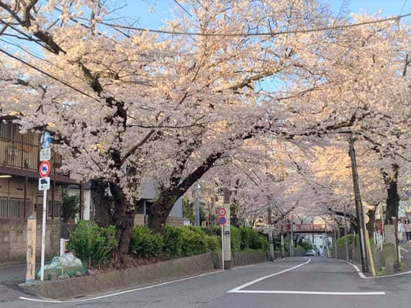 東京23区内の桜の名所！絶対に外さないお花見スポット7選