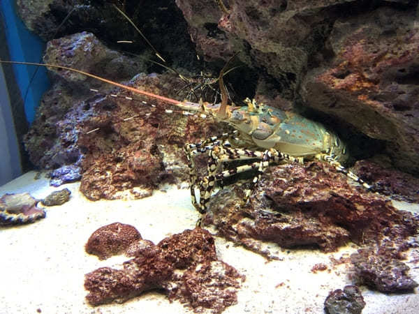 “美ら海の図鑑”ができちゃう！「沖縄美ら海水族館」