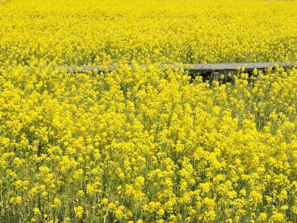 春一番乗り！南伊豆・日野の菜の花畑【静岡】1.jpg