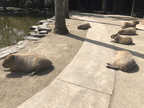 九州の人気動物園TOP10！みんなが行っている動物園ランキング1.jpg