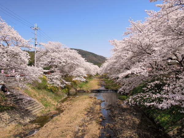 【京都】いちご狩りやお花見も！精華町・井手町で春を感じよう