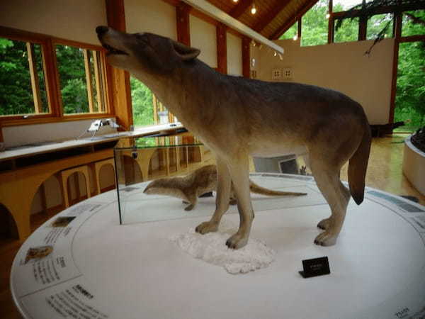 【北海道・上士幌】世界の昆虫標本が人気！ひがし大雪自然館の見どころ紹介