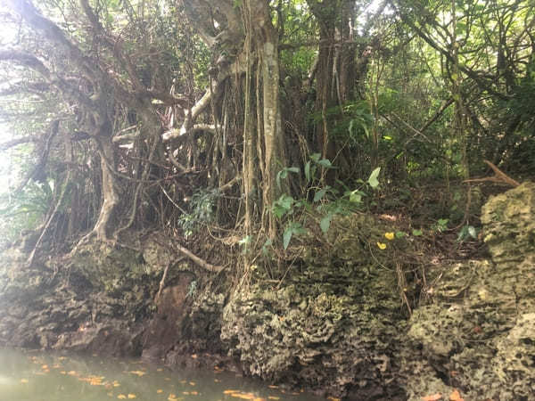  【やまんぐぅ〜】のカヤックツアーで「宮良川のヒルギ林」を冒険！（石垣島）