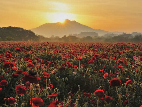 全国のおすすめ花畑85選！一面に絶景が広がる花の名所ガイド