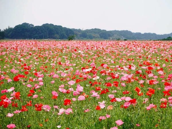 全国のおすすめ花畑85選！一面に絶景が広がる花の名所ガイド