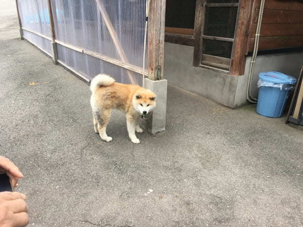 みちのくの小京都、角館・乳頭温泉へ癒し旅のすすめ