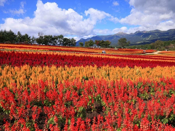 全国のおすすめ花畑85選！一面に絶景が広がる花の名所ガイド