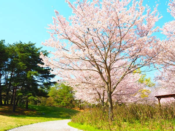 【香川】春らんまん♪讃岐まんのう公園で一面に咲く春の花を楽しもう！